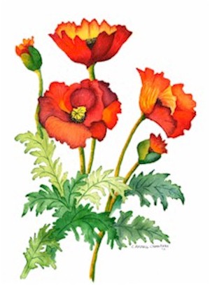 Poppies